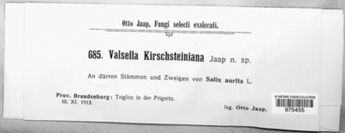 Valsella kirschsteiniana image